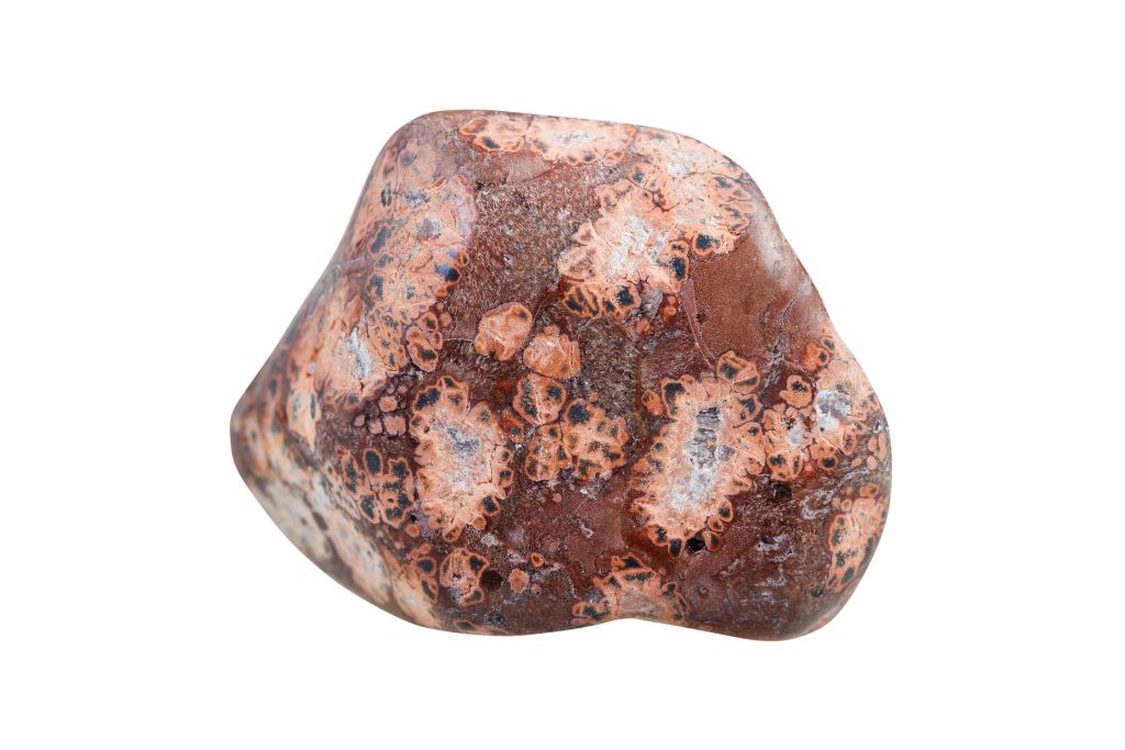 Leopardskin Jasper on a white background.