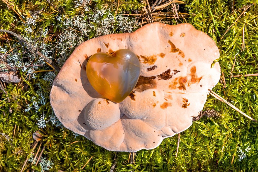 An Orange Carnelian crystal was placed on a mushroom plant and then positioned on top of soil covered grass.