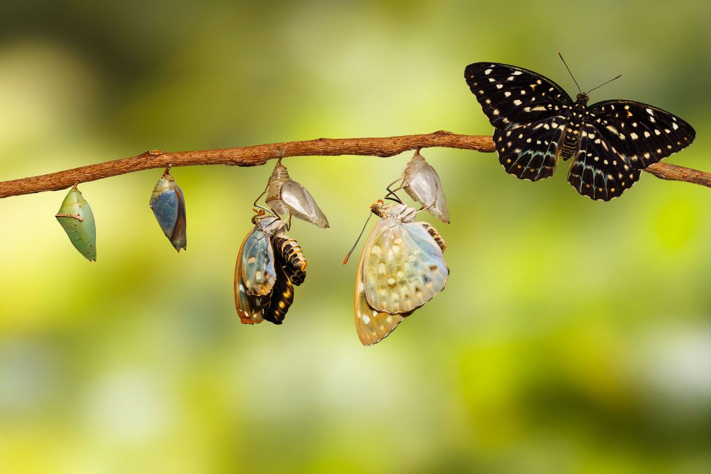 The transformation stages of a butterfly