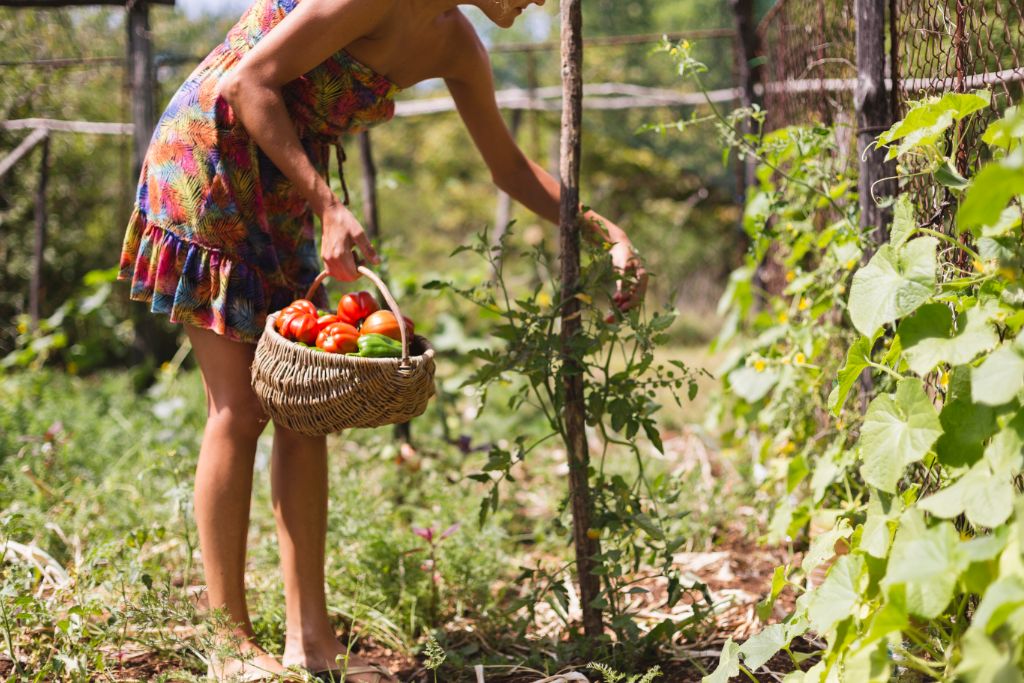 female model picking fresh tomatoes