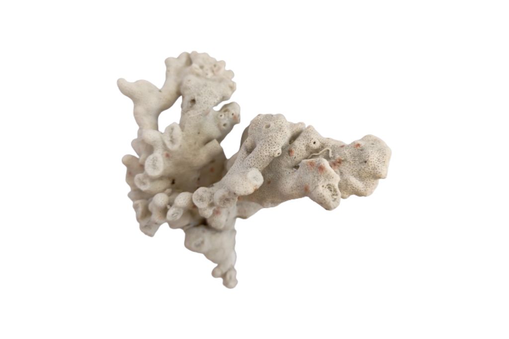 white coral on white background