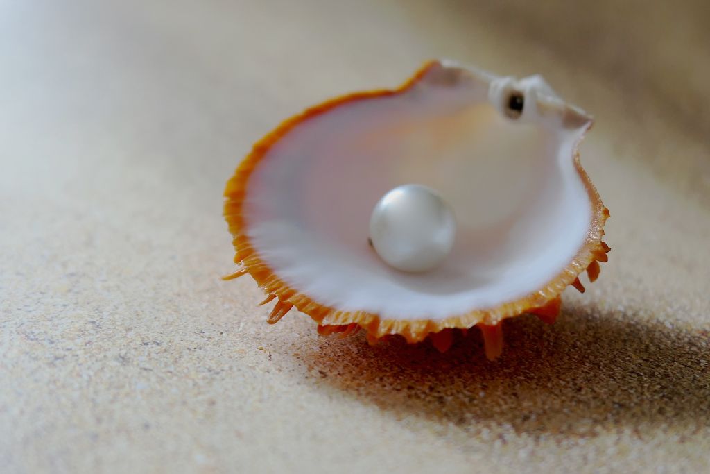 A pearl on a shell
