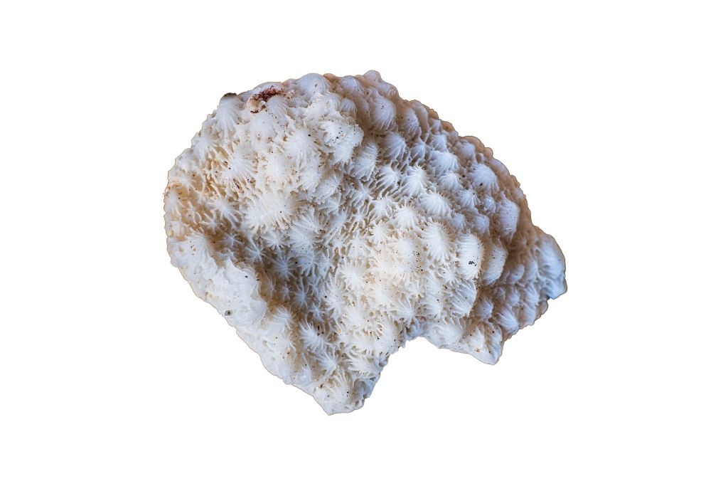 A coral on a white background