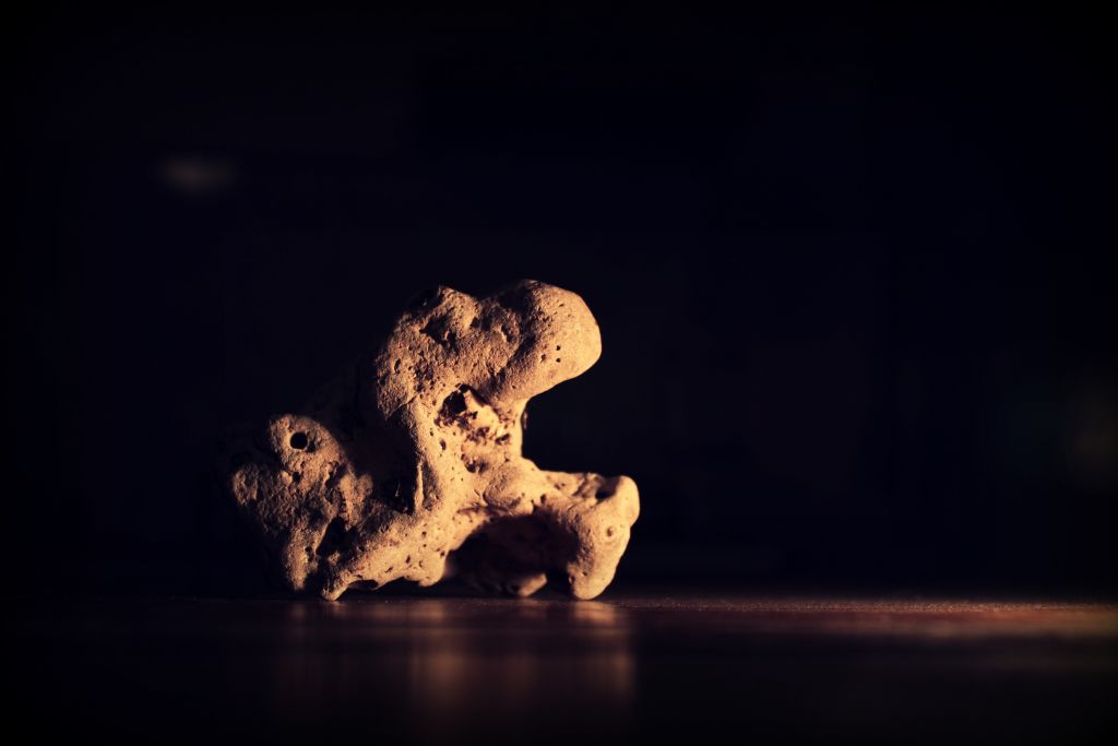 A coral on a dark background