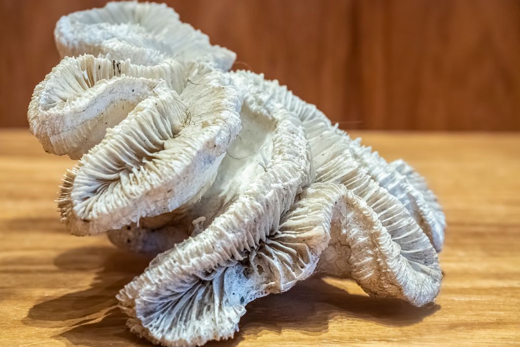 A coral on the table