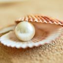 A pearl on a shell