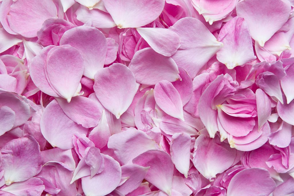 Pink rose flower petals