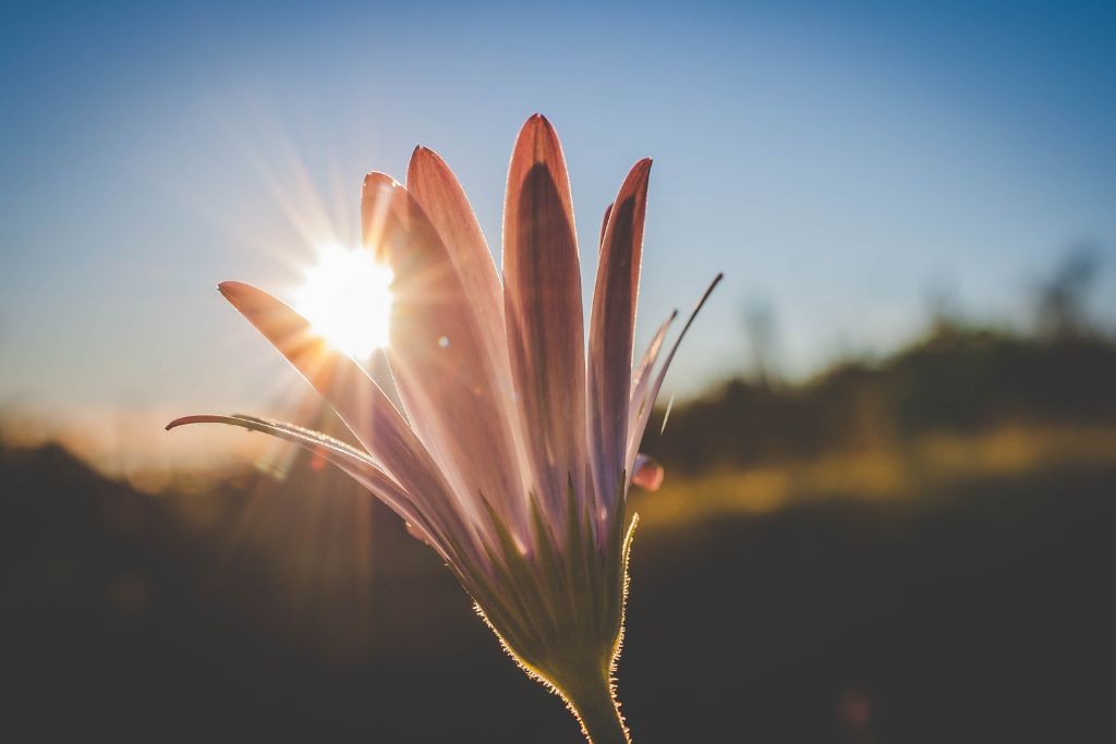 The sun seen through the flower