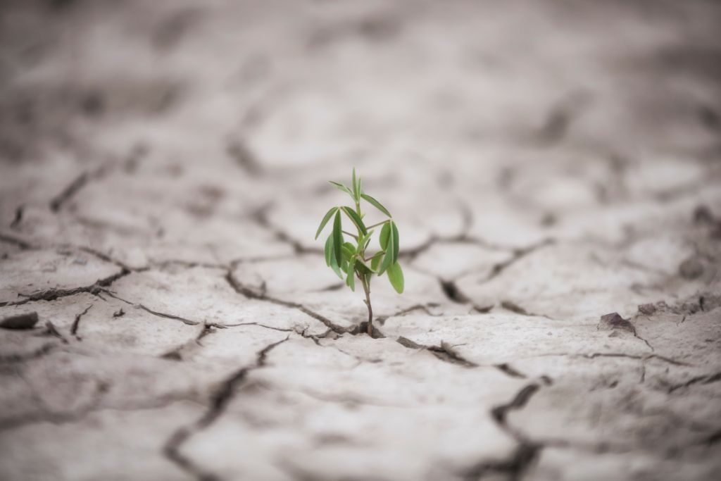 A plant is growing on a dry soil