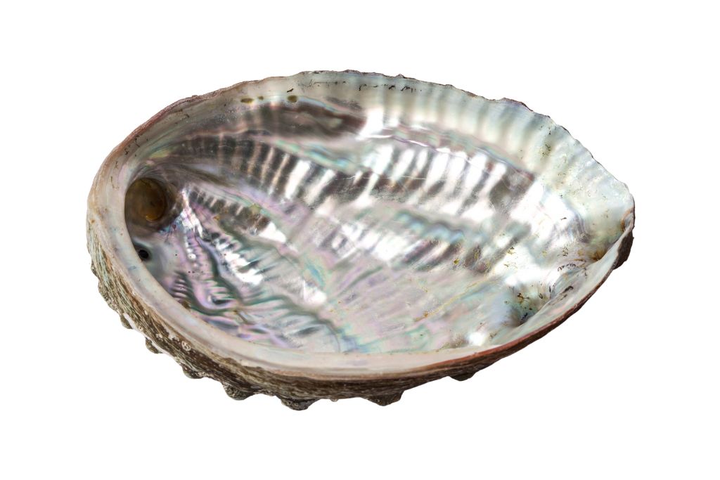 Abalone Shell on a white background