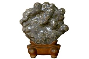 Polished Chrysanthemum Stone placed on a wooden stand in a white background