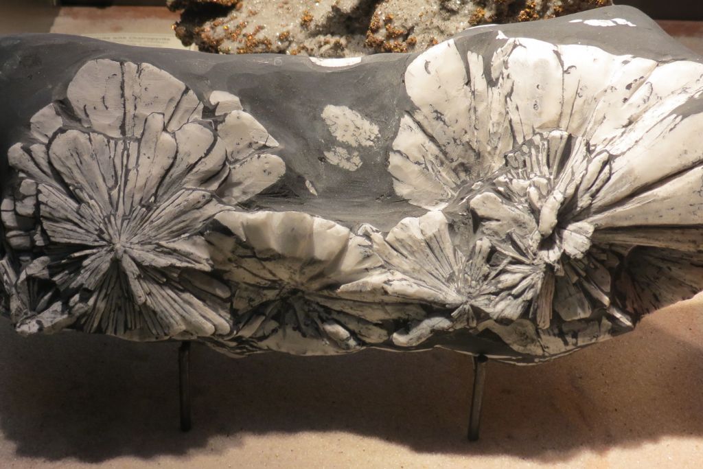 big polished Chrysanthemum Stone placed on a stand in a museum