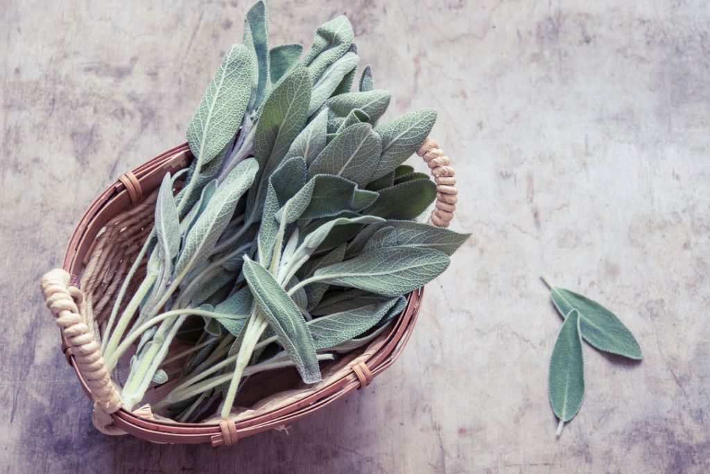 leaves of sage on a basket and 2 leaves on the floor