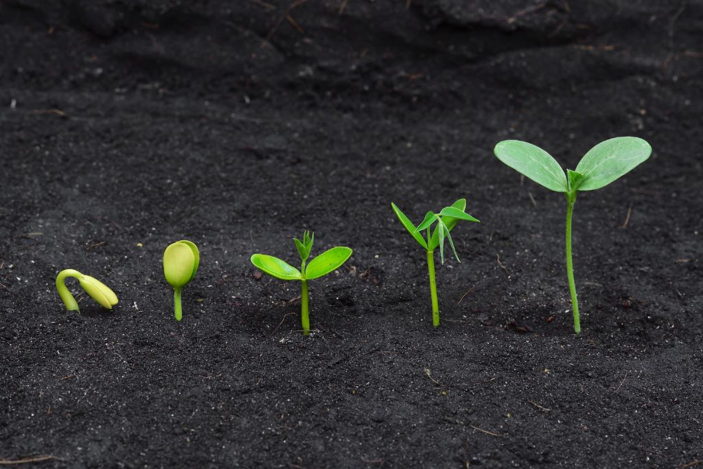 A seedling in different stages of growth
