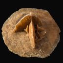 a Desert rose crystal on a black background