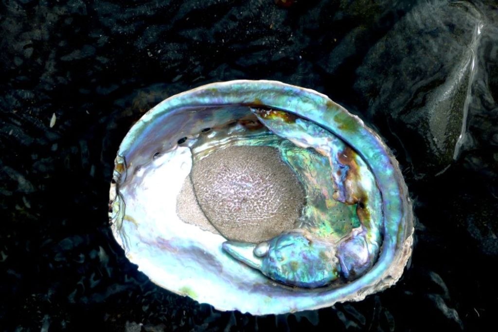 An Abalone pearl on the shell