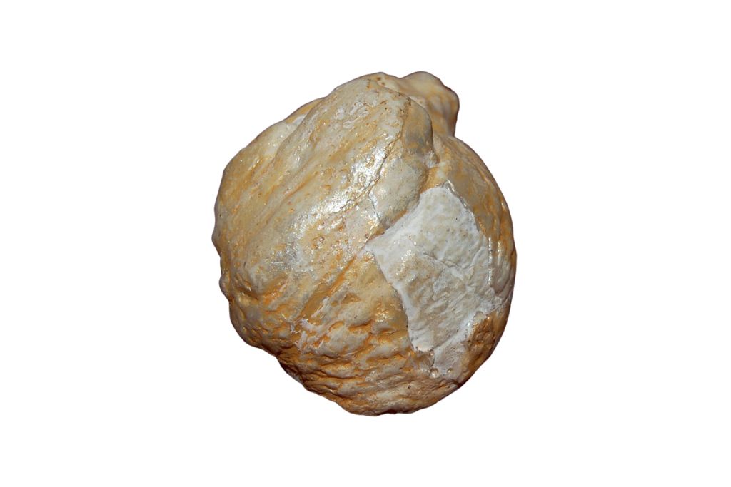A Fossil pearl on a white background. Source: Wikimedia | Gyik Toma