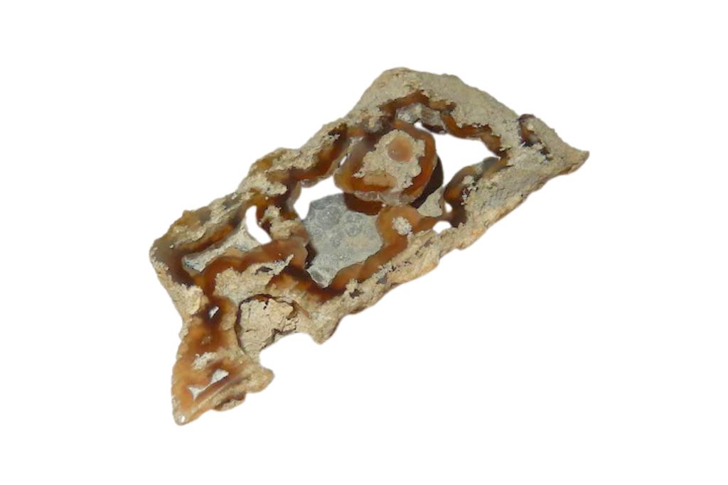 Fossilized Coral on a white background