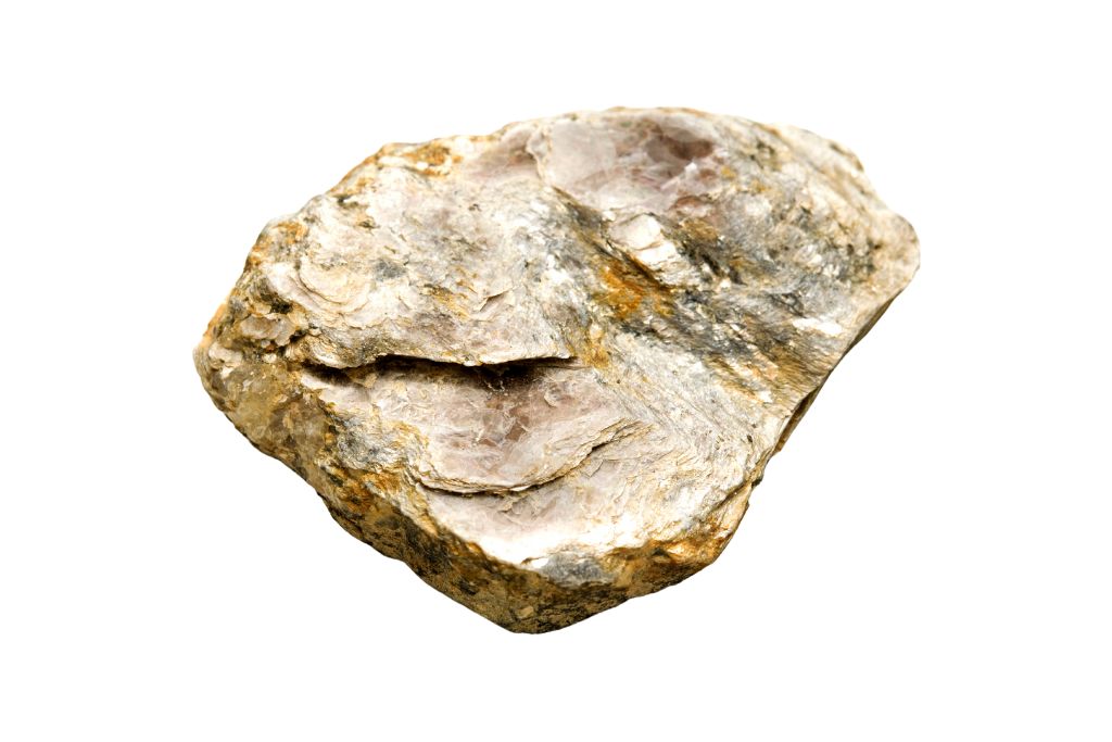 A Muscovite on a white background