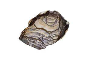 biggs jasper on white background