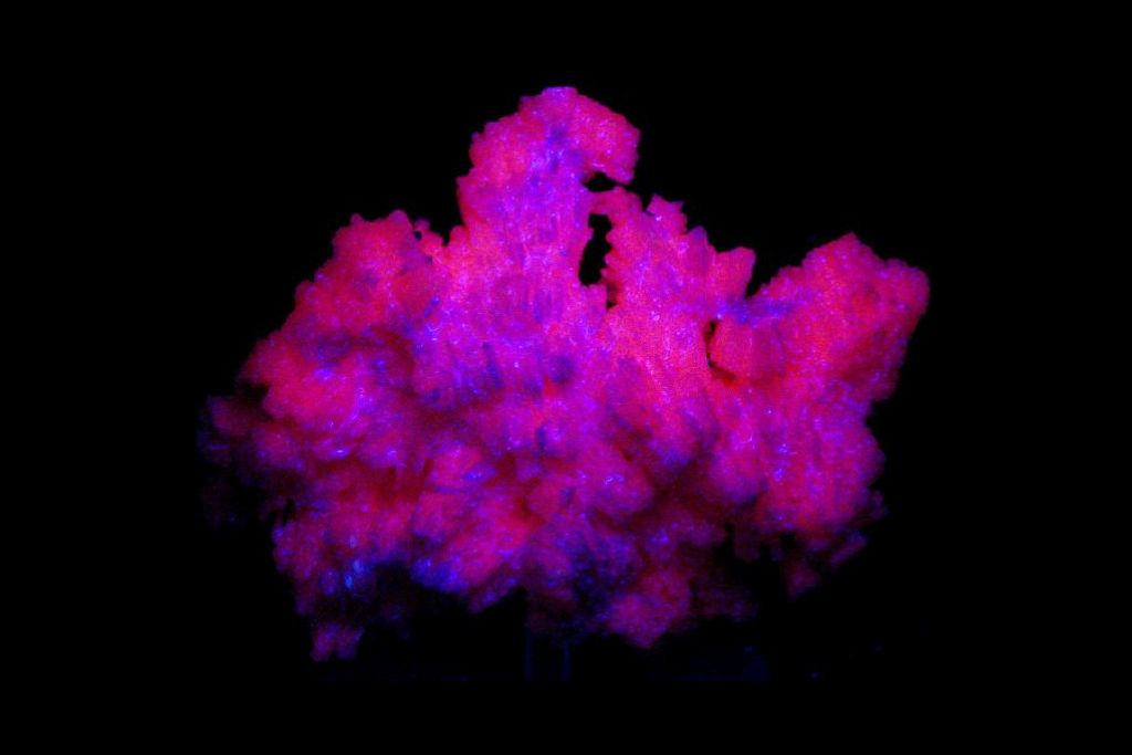 Kutnohorite under UV light showing its glowy pink hue on a black background.