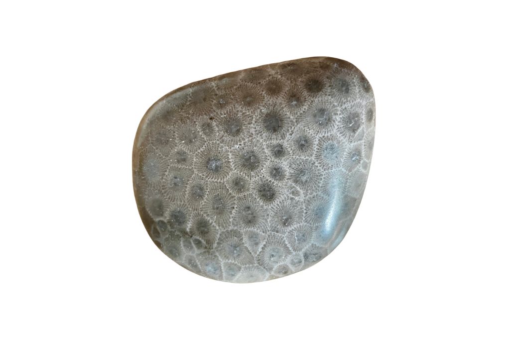 Petoskey Stone on a white background