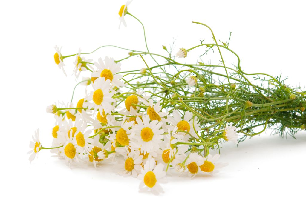 chamomile on a white background 