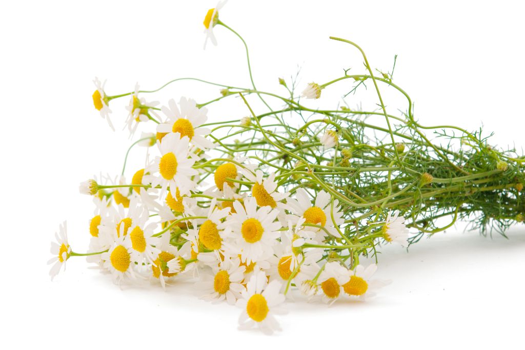 chamomile on a white background