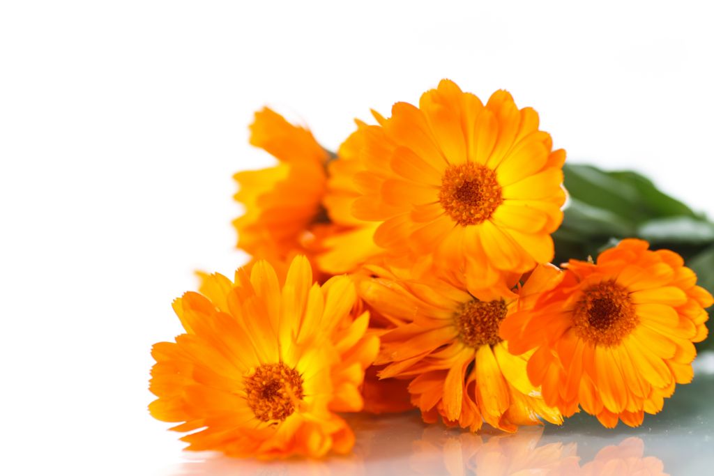 calendula on a white background