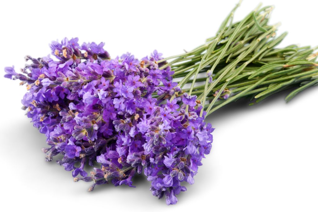 lavender flower on a white background