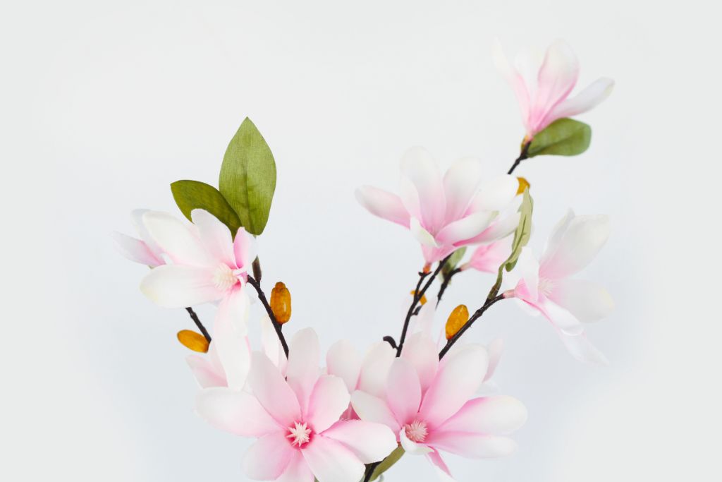 magnolia flower on a white background 