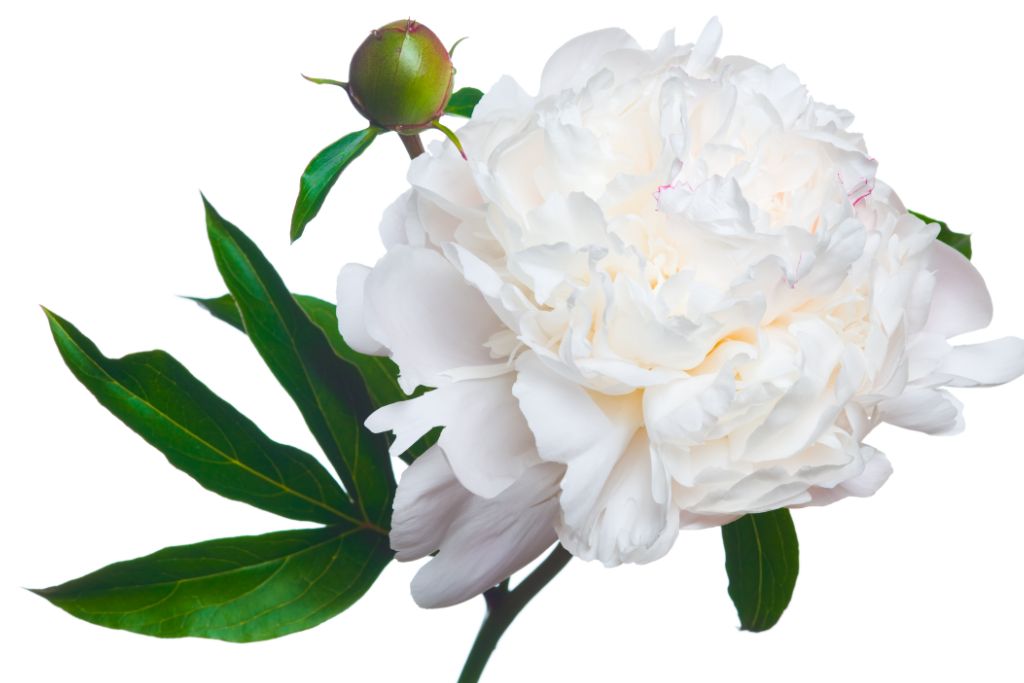 peony flower on a white background