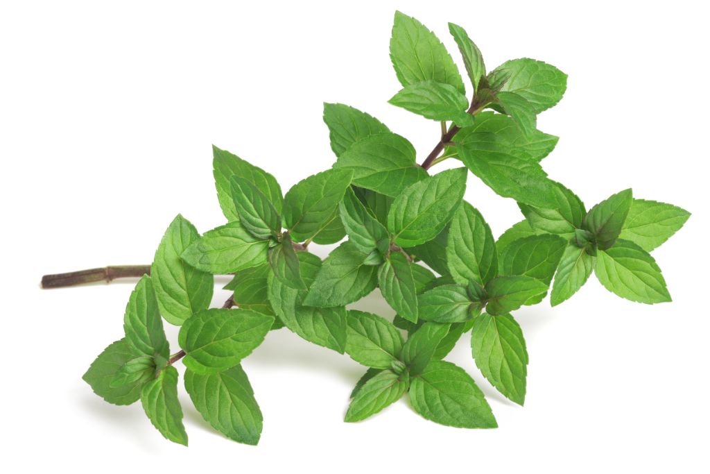 peppermint on  a white background