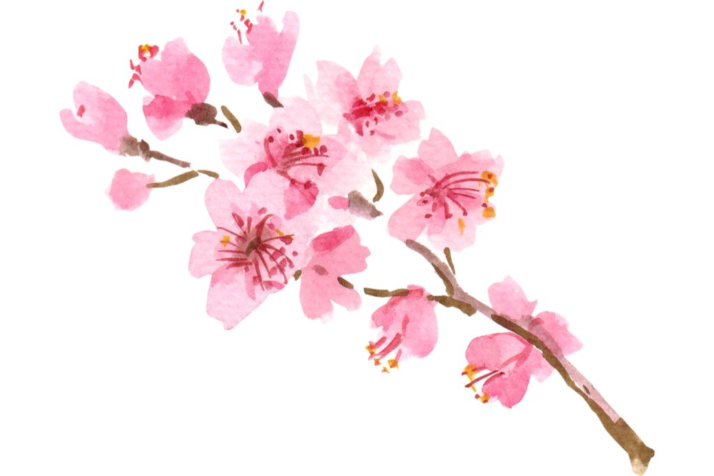 cherry blossom flower on a white background