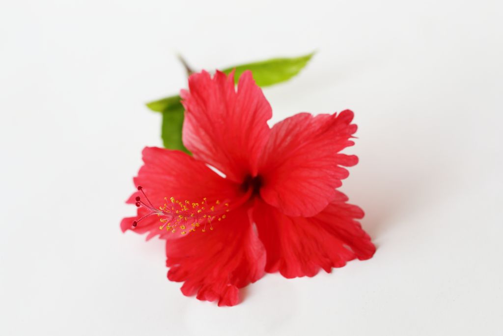 red hibiscus flower on a white background