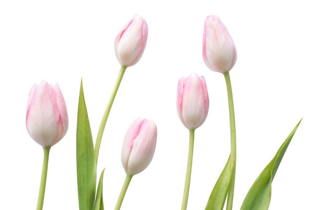 five tulip flower on a white background