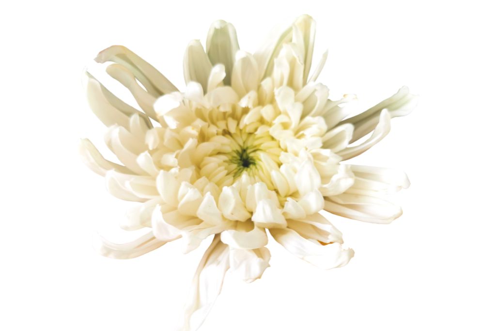 chrysanthemum on a white background