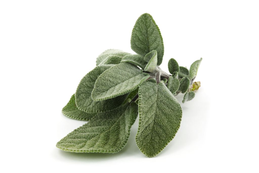 white sage on a white nackground