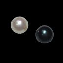 akoya pearls on black background