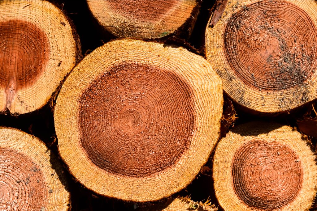 cedar wood 
