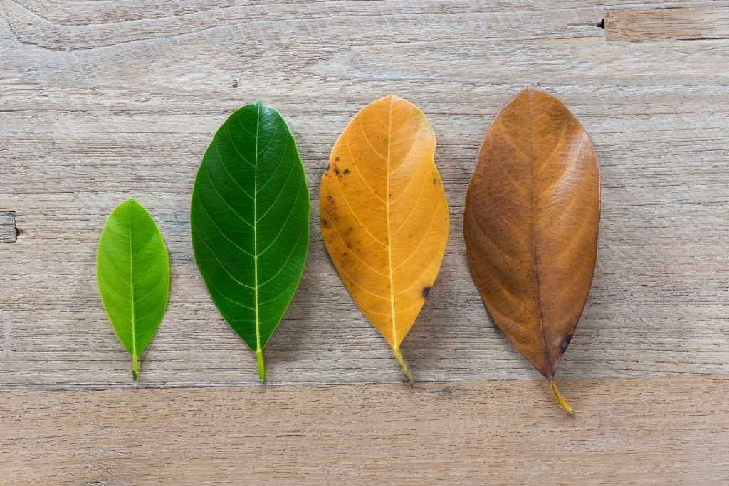 Changing of leaves showing beauty 