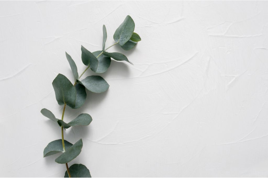 eucalyptus on white background