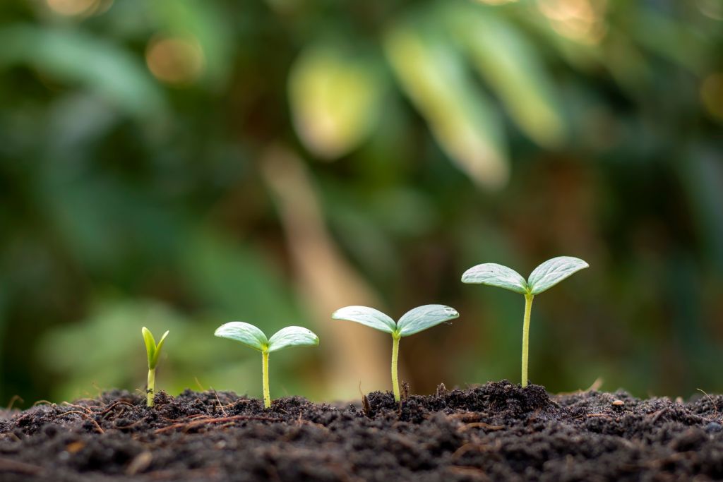 different stages of a plant growing depicting growth