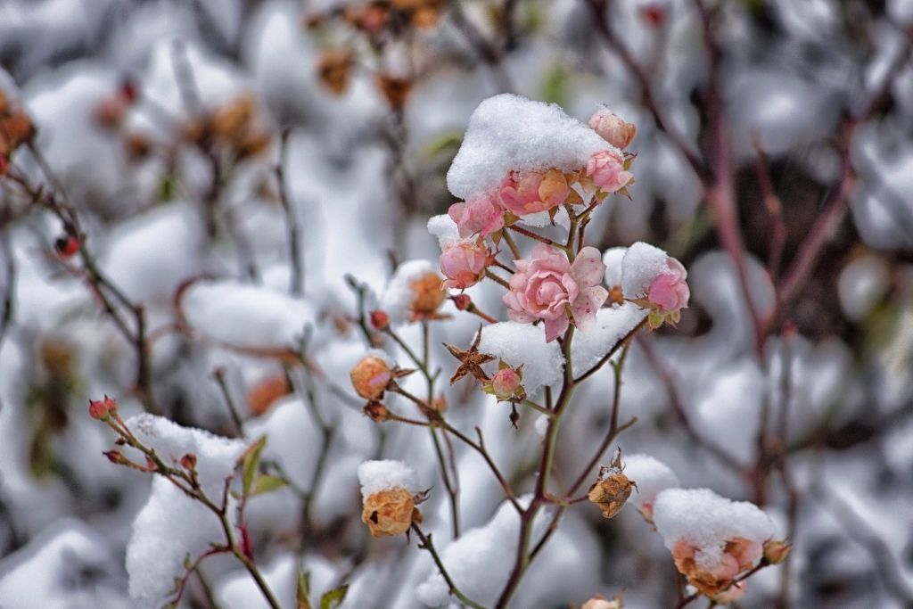 snow on top of flowers depicting premonition of winter time