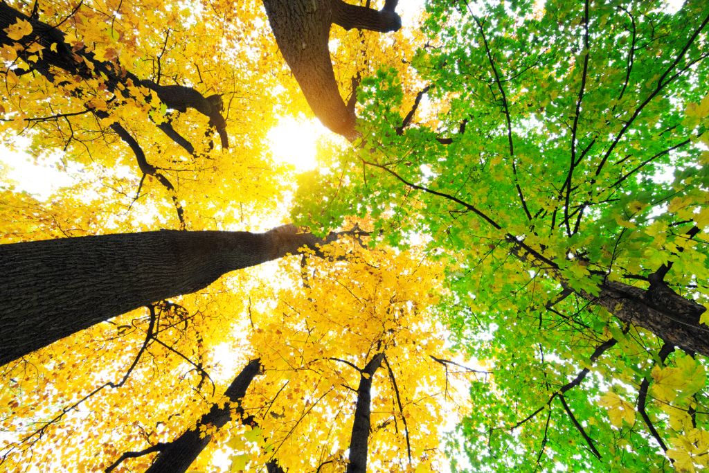 trees with green and yellow leaves 