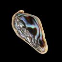 abalone shell on dark background