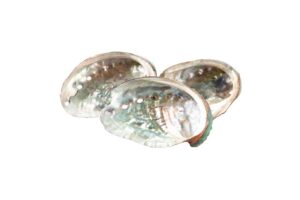 abalone shell on white background