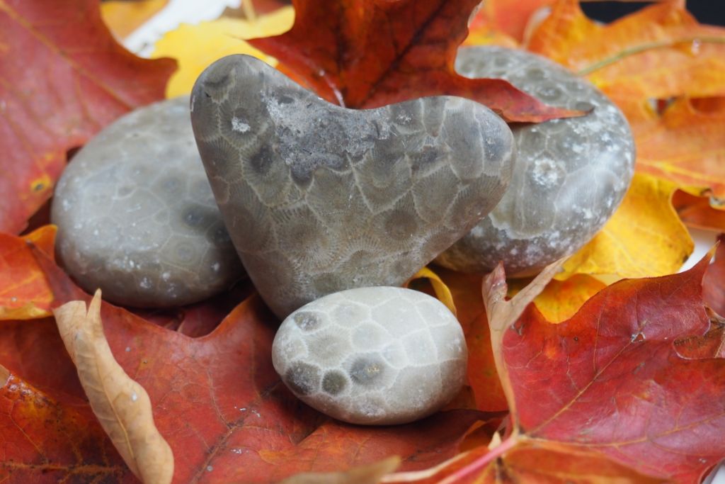 fall leaves with heart shaped petoskey stones
