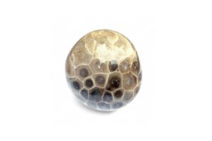 petoskey stone on white background