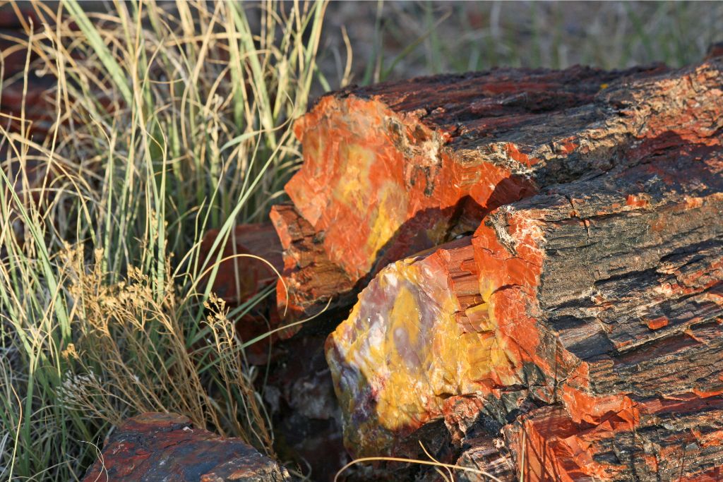 petrified wood on the ground next to some grass